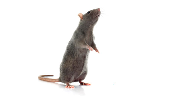 Rat, rodents - pest control