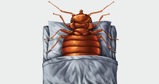 Bed bugs on mattresses