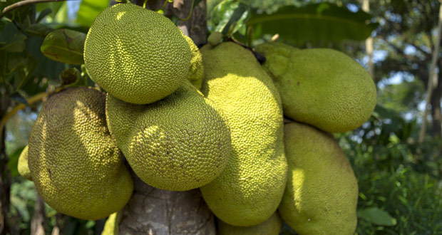 Jackfruit