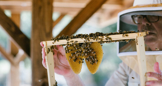 Beekeeping and Honey Program at Ojai Valley Inn