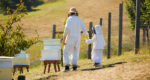 Carmel-Valley-Ranch_Activities_World-of-Bees_parent-and-child_1576_GJ