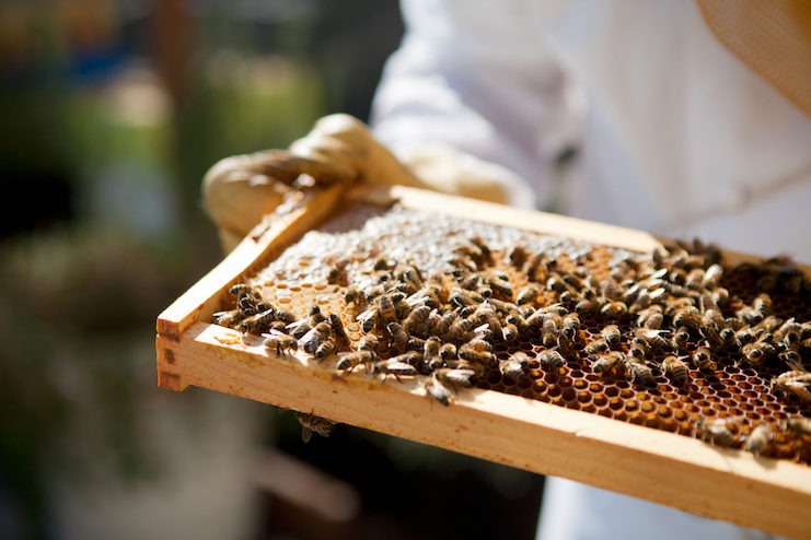 Beekeeping at Fairmont Olympic Hotel Seattle (Photo courtesy of Fairmont Hotels & Resorts) 