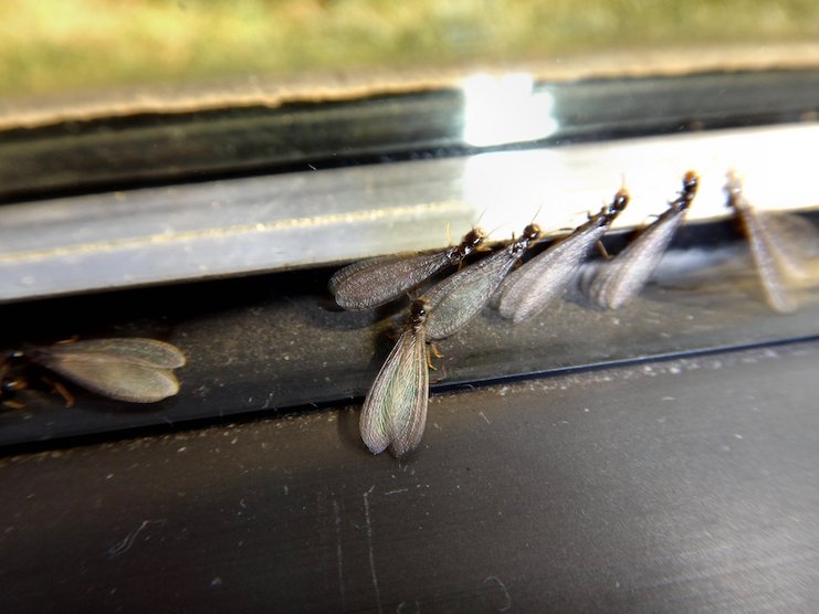 subterranean termite swarm inside on window sill