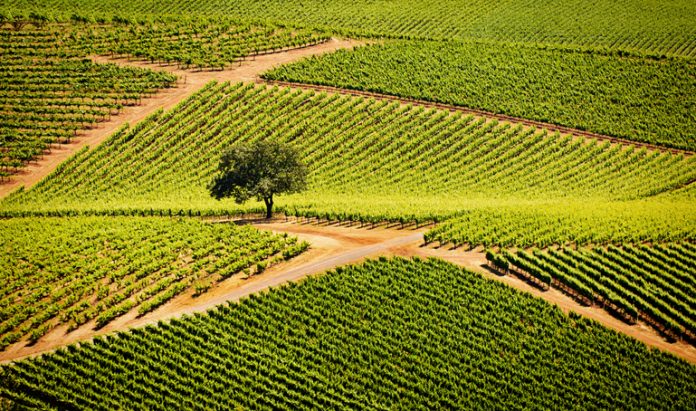 Sonoma Valley California Vineyard and Winery