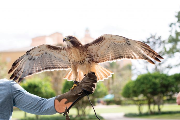 sport of falconry