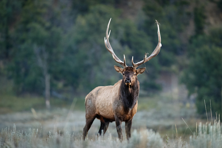 Bull elk (Photos courtesy of Sean Fitzgerald)
