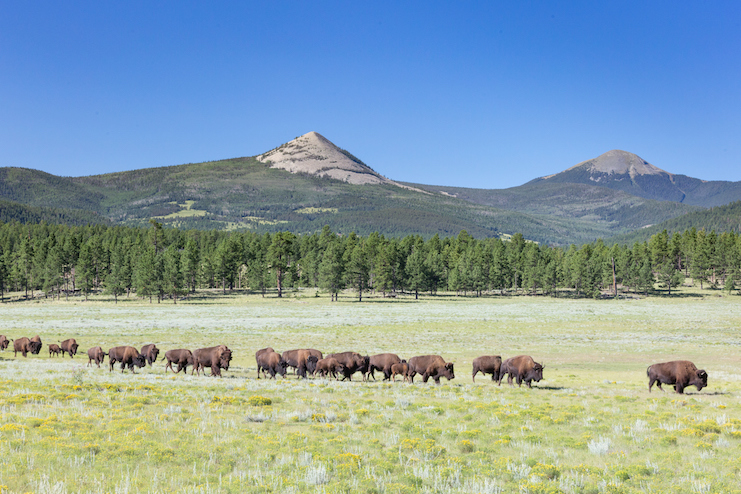 American bison herd walking in line across meadow beneath Ash Mountain, Vermejo Park Ranch, New Mexico (Photos Courtesy of Sean Fitzgerald)