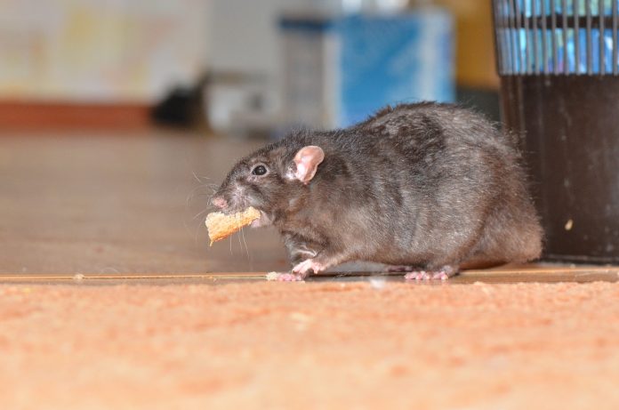 Rat near Garbage