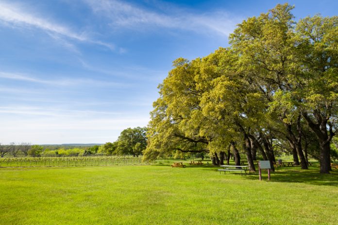 A vineyard in Texas Hill Country
