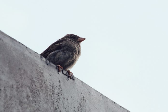House sparrow sitting on roof