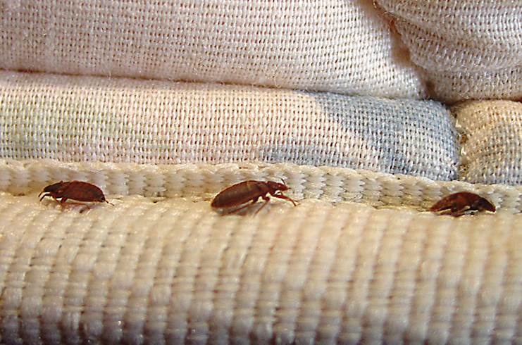3 Common Causes of Bed Bug Infestations Plus Treatment & Prevention