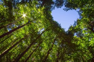 sustainability stock image