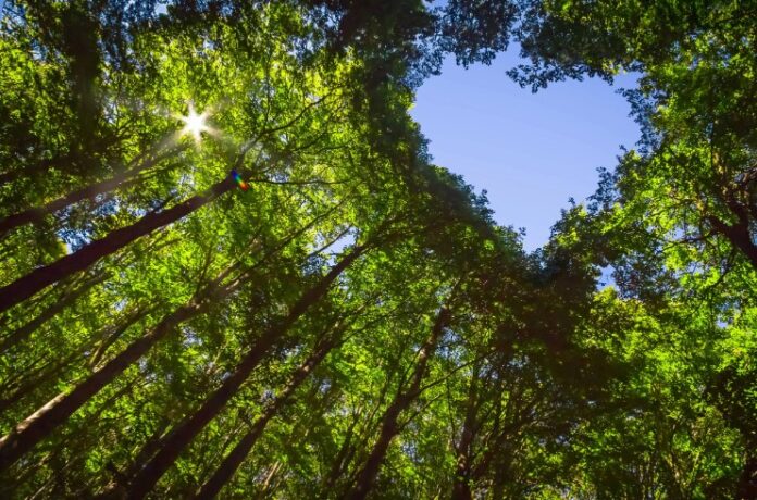 sustainability stock image