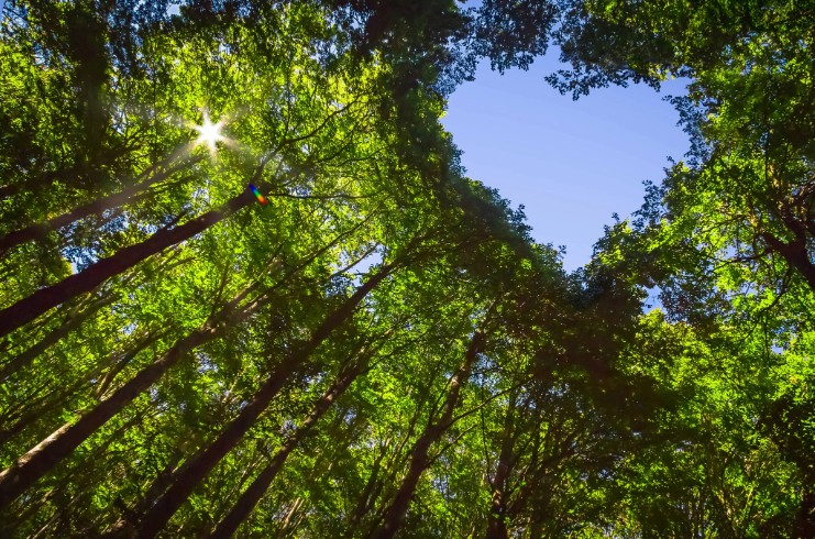 Choice Hotels International Publishes 2024 Sustainability Report