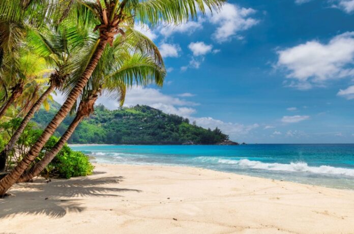 beach with palms and turquoise sea in Jamaica island beach stock